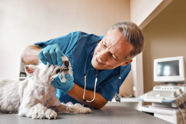 Best Emergency Broken Tooth Repair in Cherokee, NC
